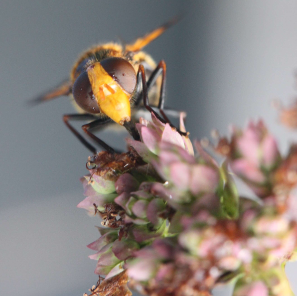 Syrphe - Syrphidae par FOUASSON Marie