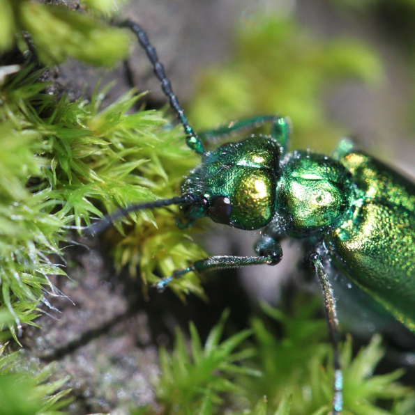 Cantharide officinale - Lytta vesicatoria par FOUASSON Marie